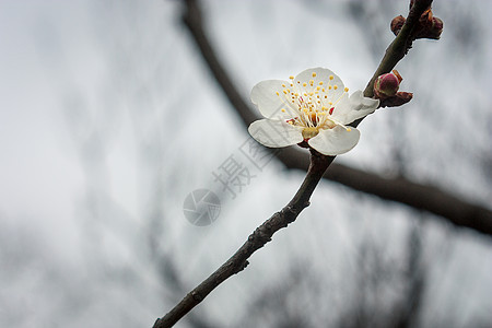 梅花背景图片