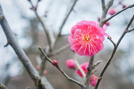 梅花背景图片