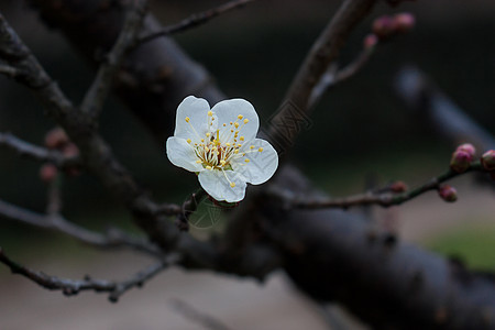 梅花图片