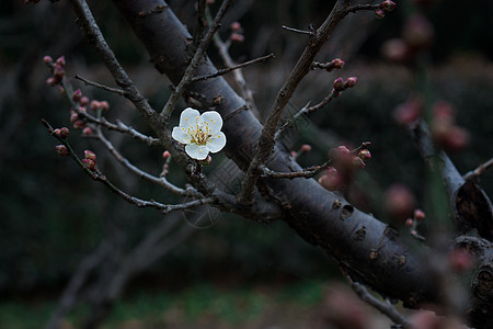 梅花图片