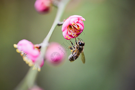 粉色梅花与蜜蜂图片