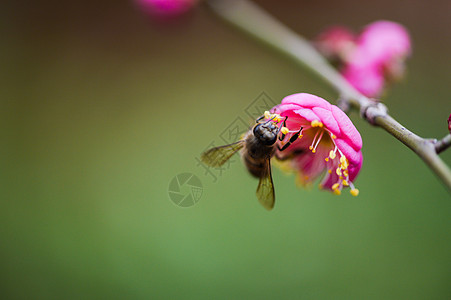 粉色梅花与蜜蜂背景