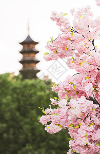 春天南京鸡鸣寺的桃花与寺庙背景图片