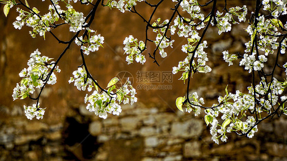 清明节金川藏寨梨花盛放图片