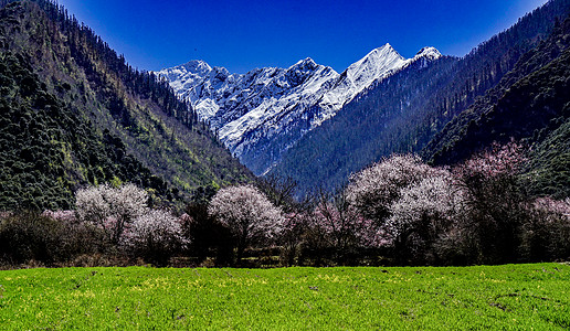 西藏风景西藏林芝波密桃花田园风光背景