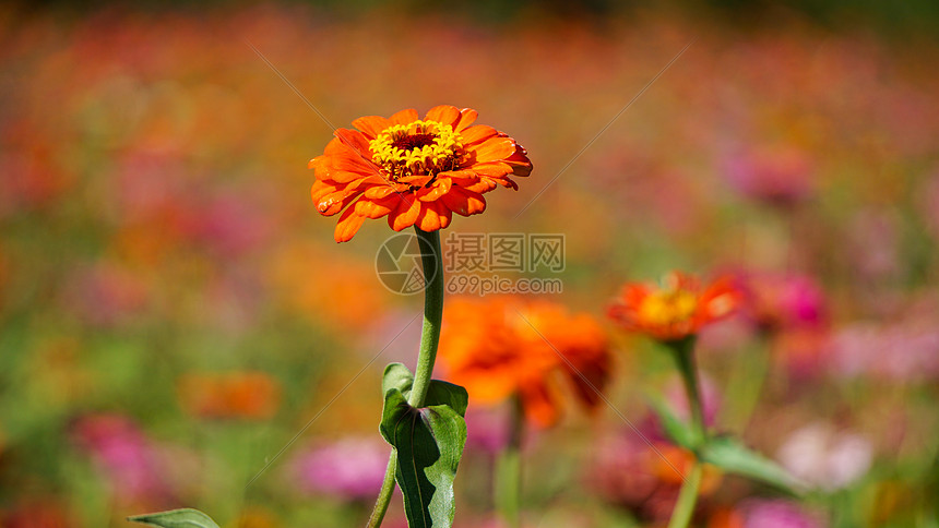 春天鲜花盛开图片