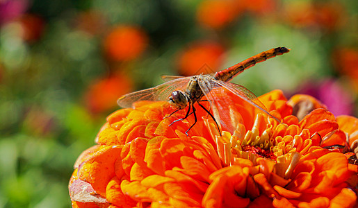蜻蜓鲜花特写背景图片
