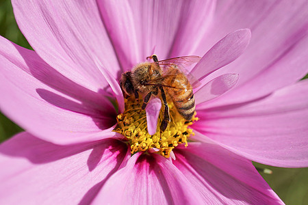 春天来了蜜蜂采花特写背景图片