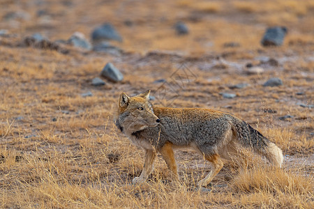狐妖图片 狐妖素材 狐妖高清图片 摄图网图片下载