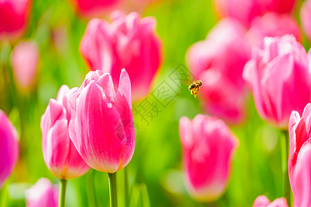 郁金香花海图片