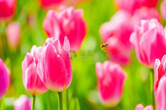 郁金香花海图片