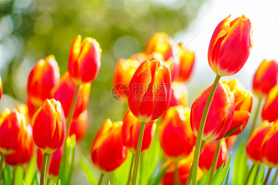 郁金香花海图片