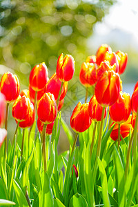 郁金香花海图片