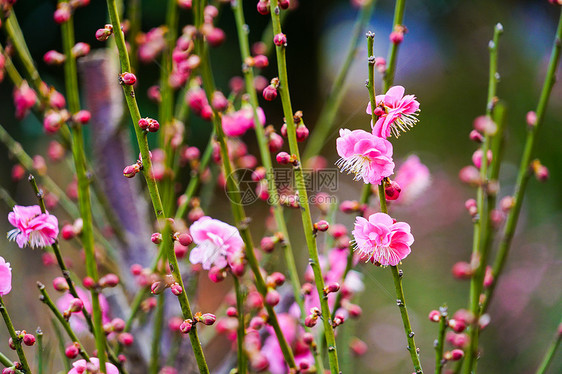 桃花树上的桃花图片