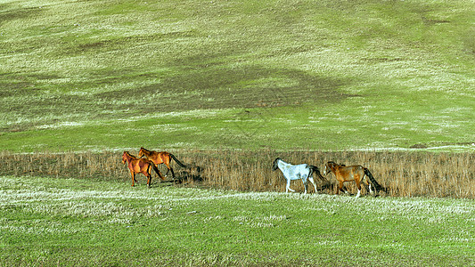 内蒙古高山牧场马匹图片