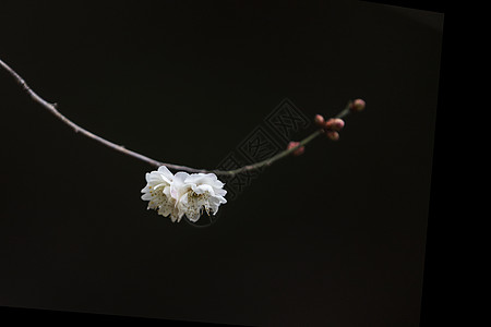 小雪节气梅花背景