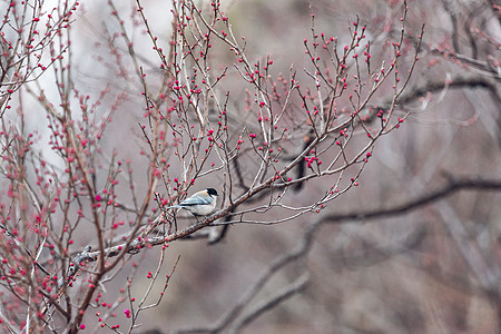梅花冬季的鸟高清图片