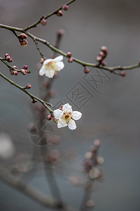 梅花腊梅梅花山高清图片