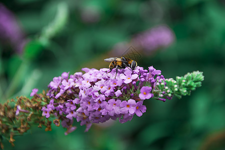 粉嫩绽放大叶醉鱼草上的蜜蜂背景