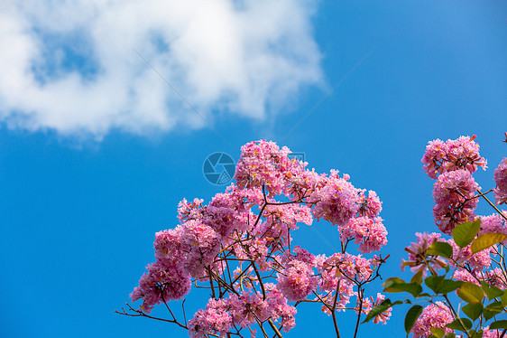 春天粉色浪漫紫色风铃花图片