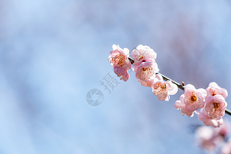 清新梅花春天梅花盛开背景