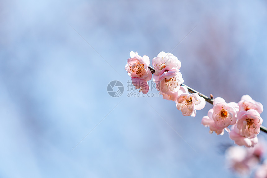 春天梅花盛开图片