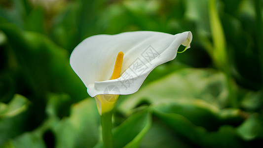 莲几何线条浅蓝高清图片新鲜水果马蹄高清图片甘肃张掖马蹄寺风景区