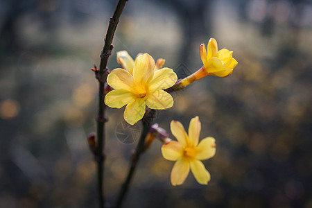 迎春花绽放迎春花高清图片