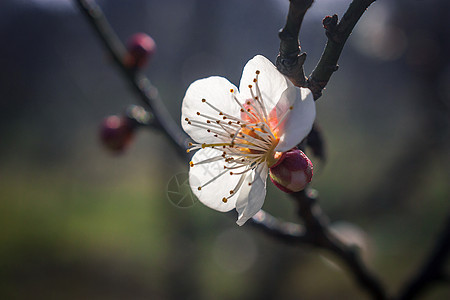 梅花图片