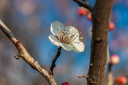 梅花图片