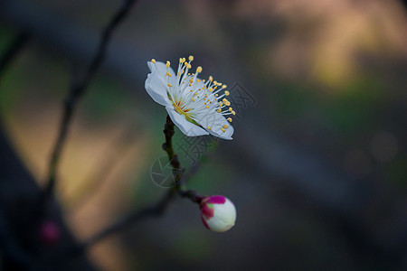 梅花图片