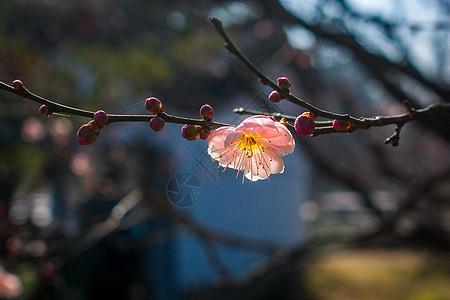 梅花图片