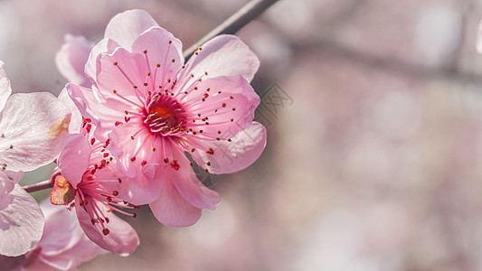 春日阳光下盛开的梅花特写背景图片