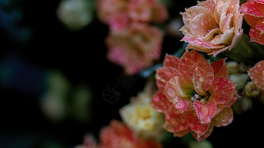 春天雨水水珠花朵特写图片