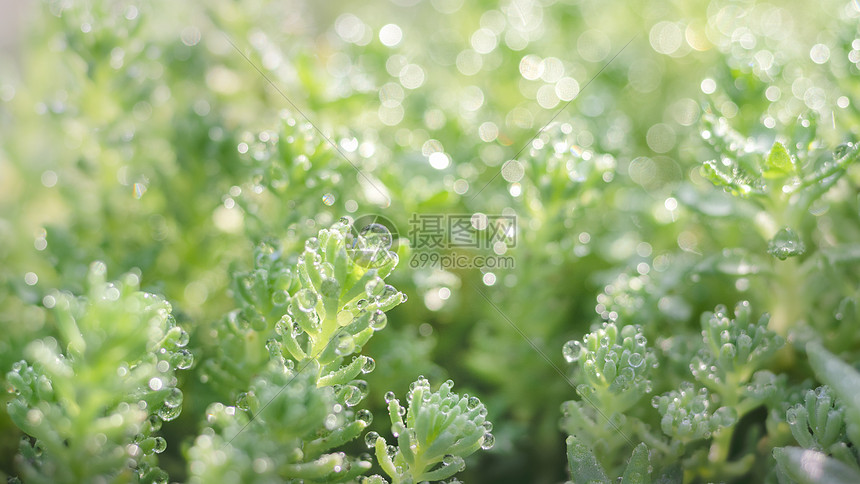 唯美春天雨露小草图片