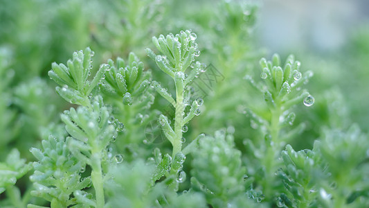 蕨类植物唯美春天雨露小草背景