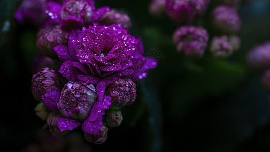 春天雨水水珠花朵特写图片