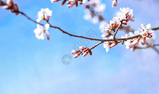 桃花盛开特写背景图片