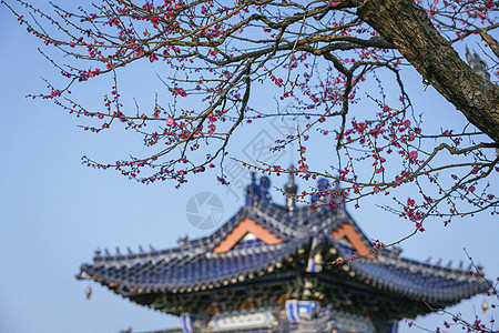 南京梅花山梅花图片