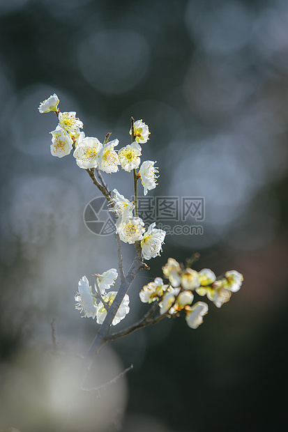 南京梅花山梅花图片