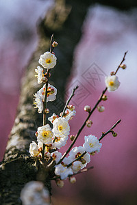 南京梅花山梅花图片