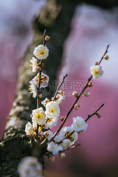 南京梅花山梅花图片