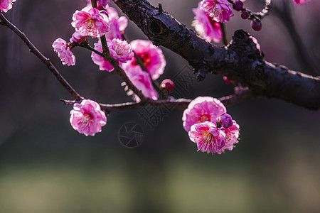 南京梅花山梅花图片