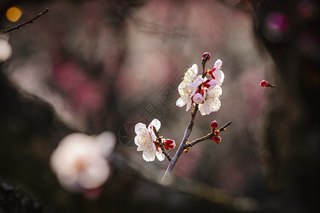 南京梅花山梅花图片