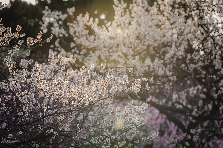 南京梅花山梅花图片