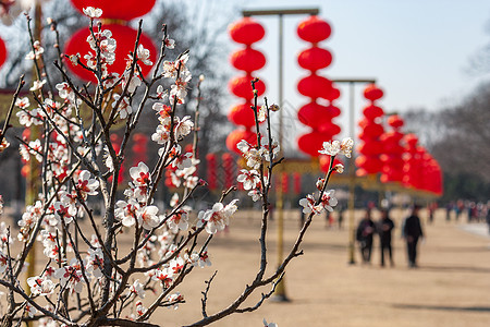 梅花与红灯笼背景图片