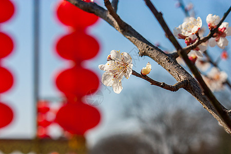 梅花与红灯笼图片