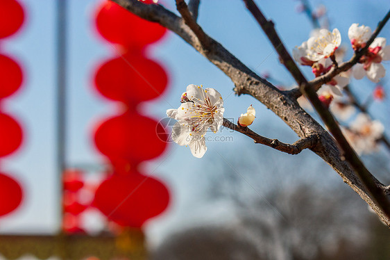 梅花与红灯笼图片