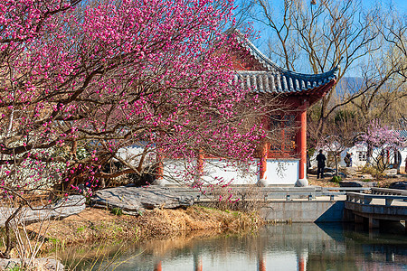 梅花与古建筑图片