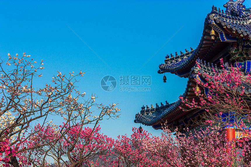 梅花与古建筑图片